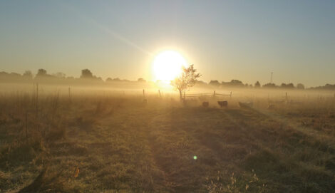 How to Care for Sheep Year-Round Image